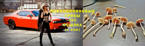 ГАЛЛЮЦИНОГЕННЫЕ ГРИБЫ Аркадак